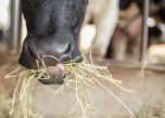 Two Reasons Why Feeding Hay Could Help Alleviate Cross-Sucking