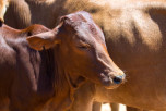 Reducing the spread of TB in dairy cattle by 89%